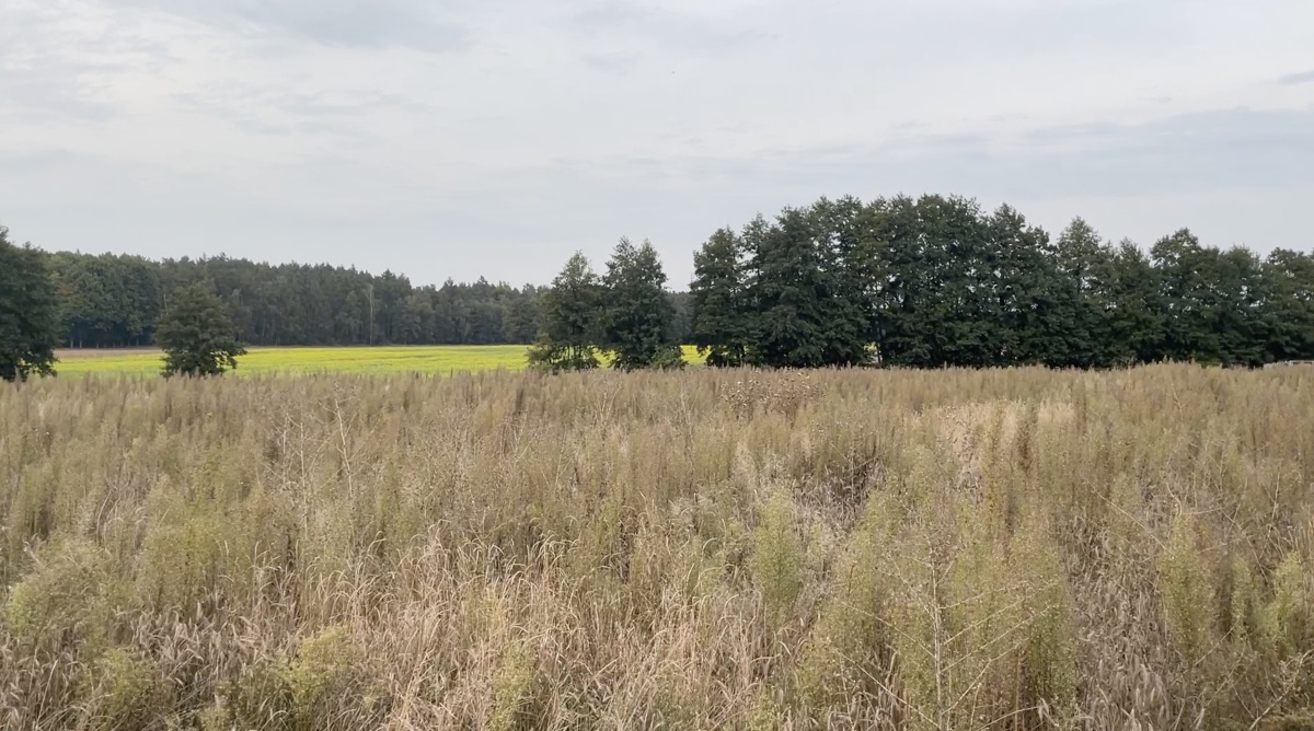video image