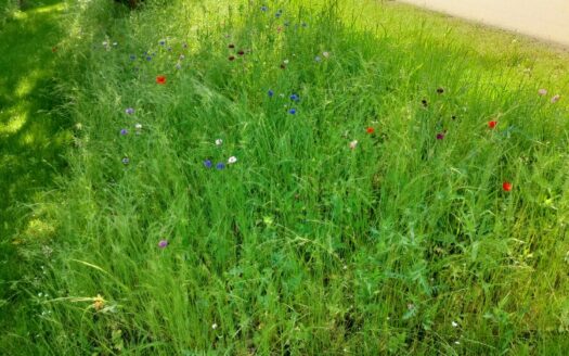 Malownicza działka pod lasem