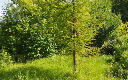 działka rekreacyjna